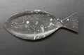 Orthoceras Fossil Plate