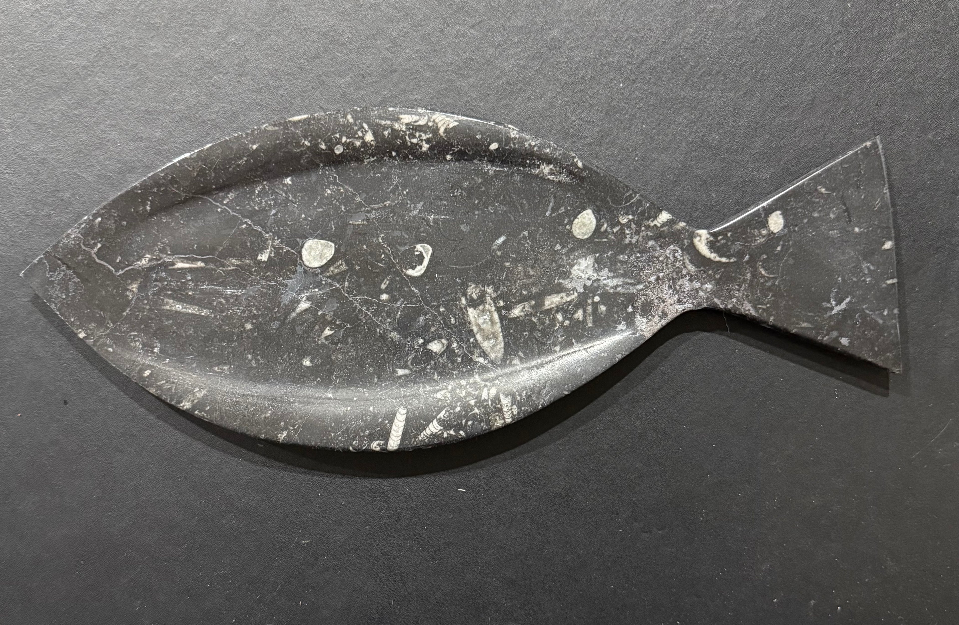 Orthoceras Fossil Plate