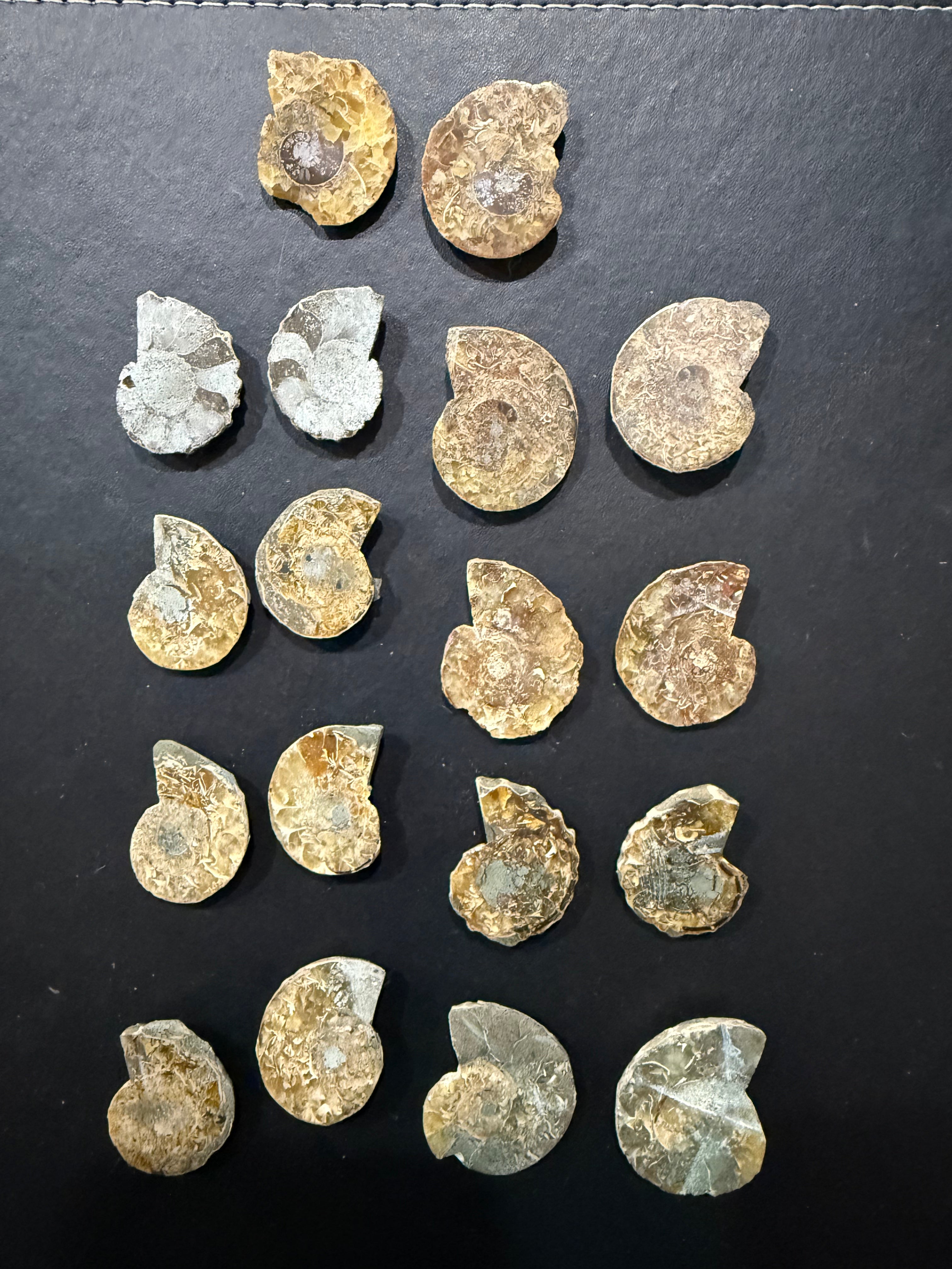 Ammonite Pairs Randomly Chosen